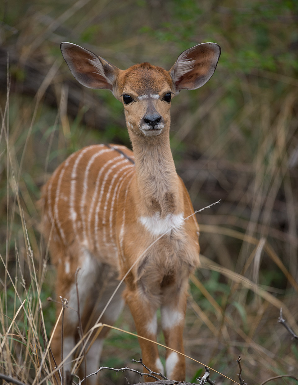 fawn